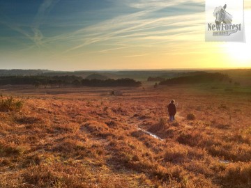 Kingston Great Common