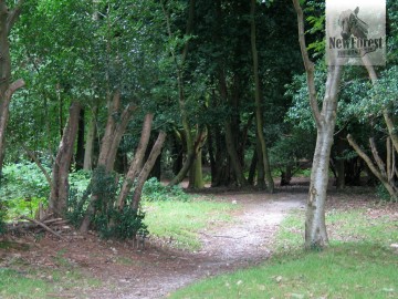 Woodland approach to Burley