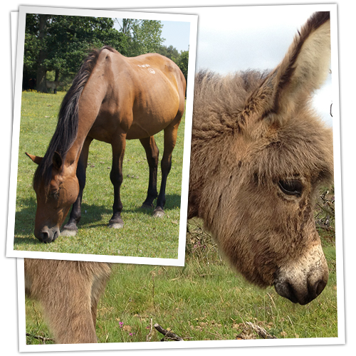 New Forest Ponies