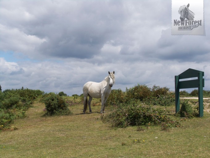 New Forest Pony