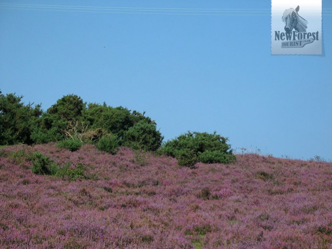 Heath and Gorse near Longslade Bottom