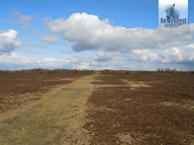 Grassy Plain near Fritham