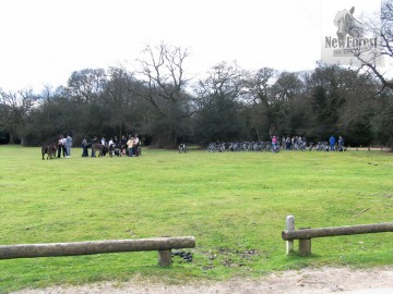 Tourists and Horses