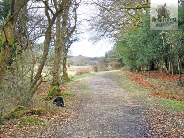 Track from Eyeworth Pond