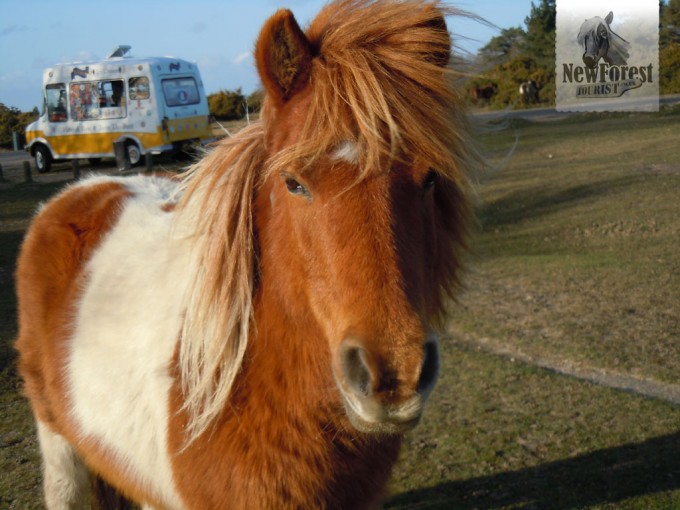 Another terrifying New Forest Pony at Hatchet Pond