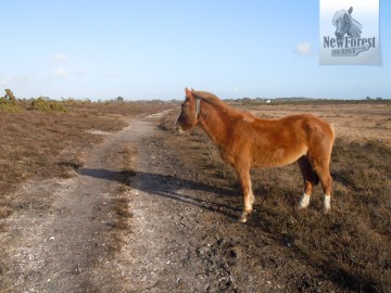 hatchet-pond-path-and-new-forest-pony Path to Hatchet Pond