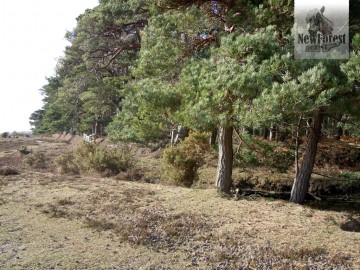 hatchet-pond-path-past-little-wood Little Wood on the right