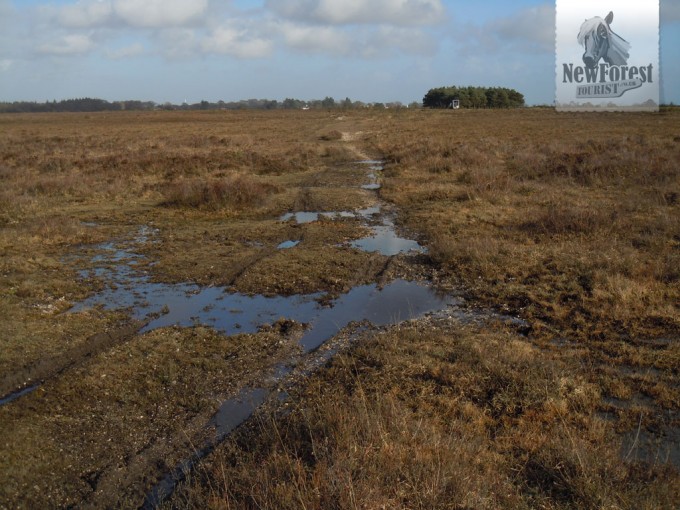 The rough path towards a pine copse