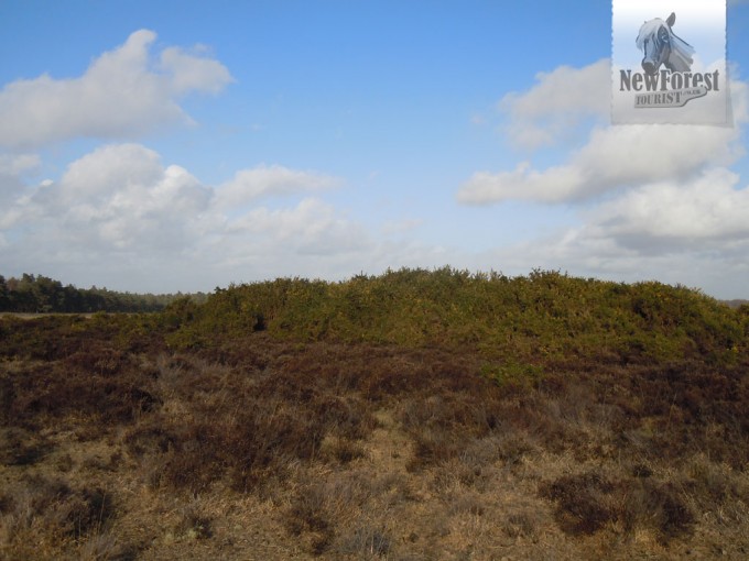 hatchet-pond-walk-bronze-age-barrow Bronze Age Barrow on Beaulieu Heath (etching below by Walter Crane & WJ Linton, 1862)