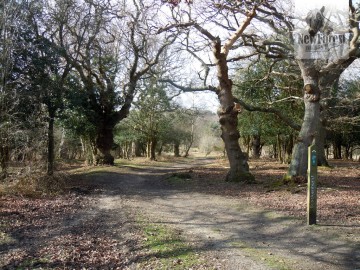 The start of the walk in Rans Wood