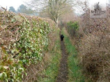 Narrow path towards to Hobler Pub