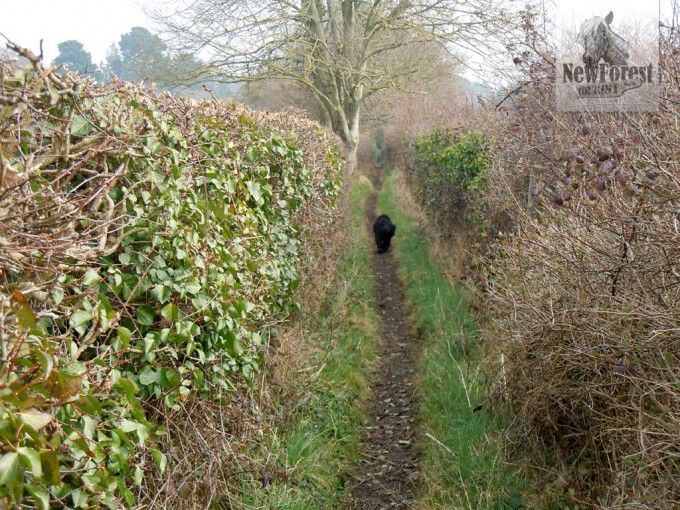 Narrow path towards to Hobler Pub