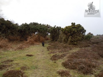 Back towards Setley Pond