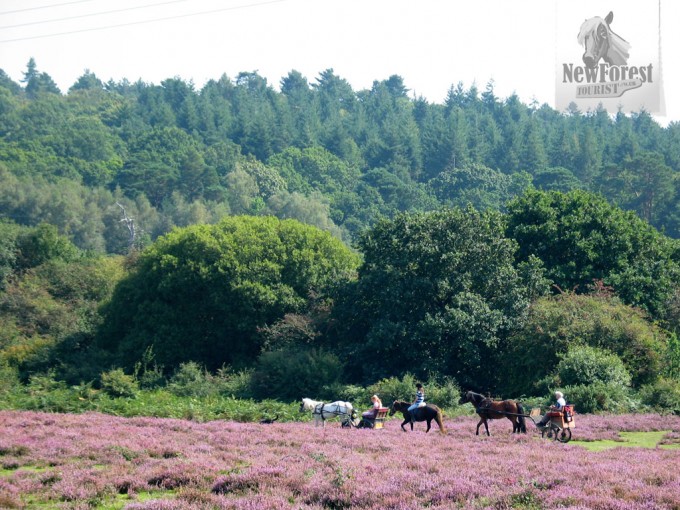 Ponies and traps near Longslade Bottom