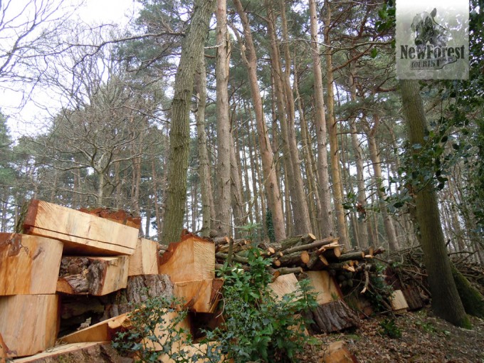 roydon-woods-wood-pile Freshly cut wood en route to Roydon Woods