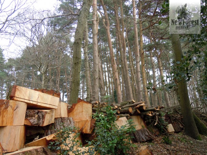 Freshly cut wood en route to Roydon Woods