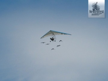 formation-flying Microlight and geese formation flying
