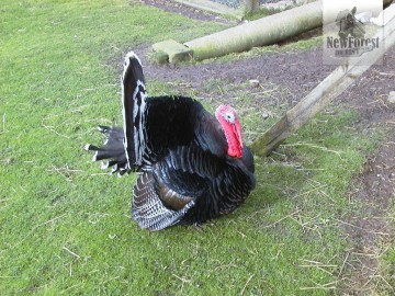 Longdown Activity Farm Turkey