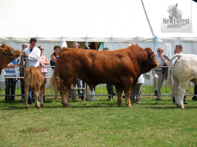 new-forest-show-bull A magnificent bull