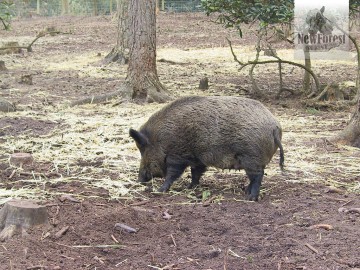 Wild Boar at New Forest Wildlife Park