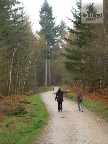 Typical Scenery in Wilverley Inclosure