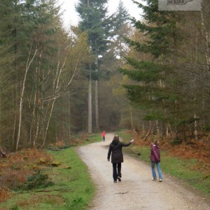 Wilverley Inclosure