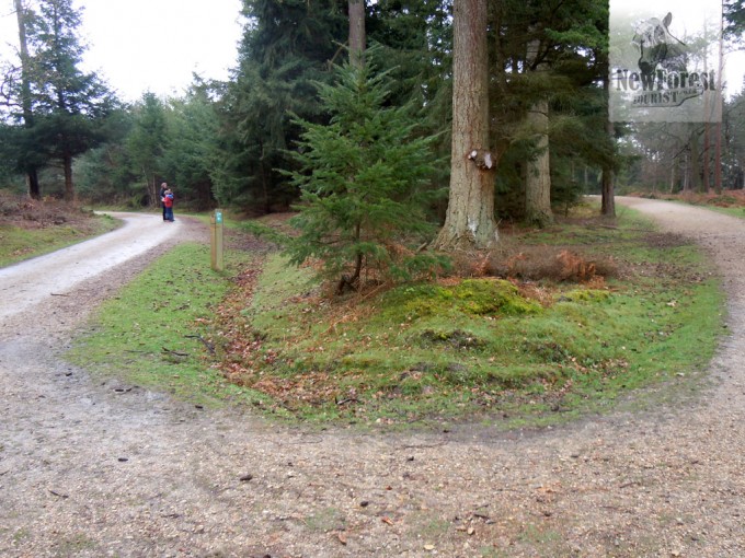 A hairpin bend in Wilverley Inclosure