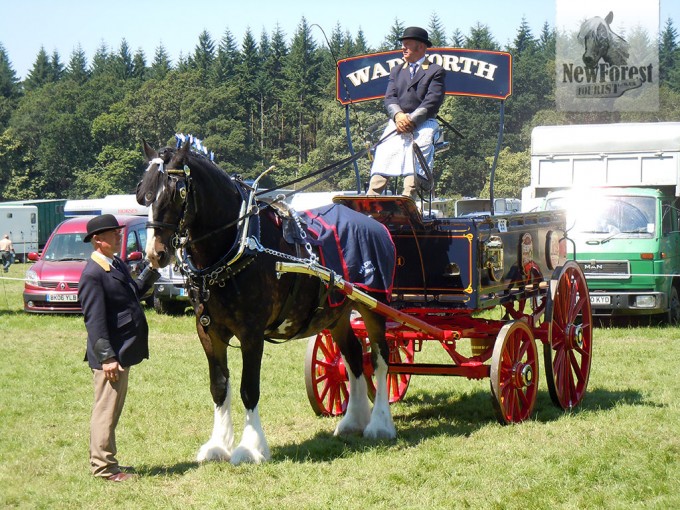 Heavy Horse waiting to enter the arena