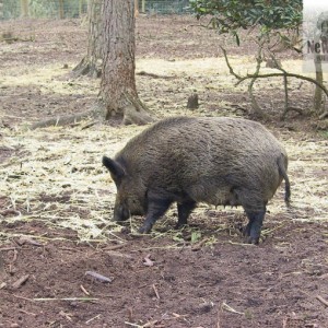 New Forest Wildlife Park