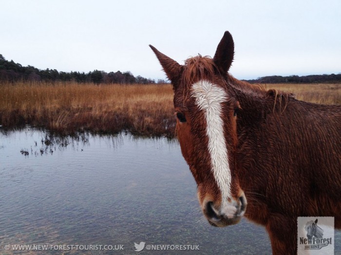 Bedraggled New Forest Pony