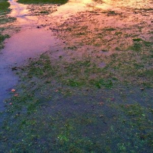 Sunset reflected over Longslade Bottom