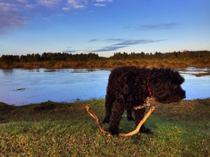 Dog walking on the New Forest