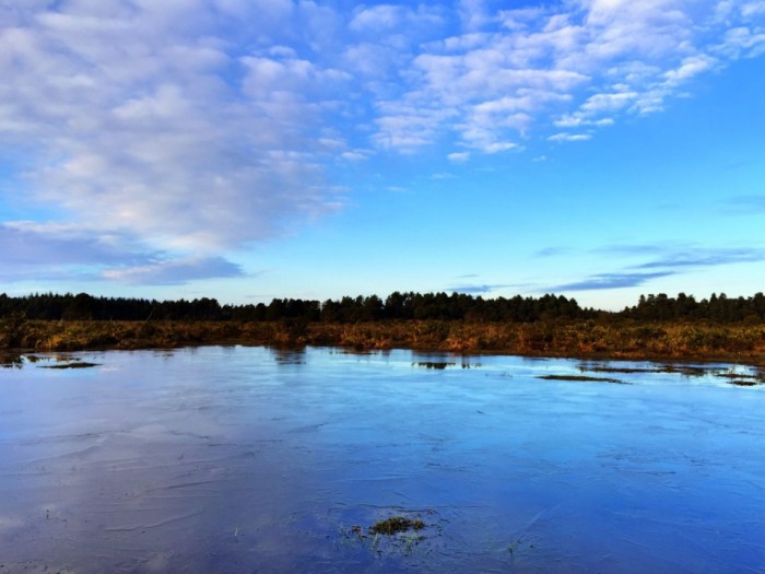 New Forest Winter Sky