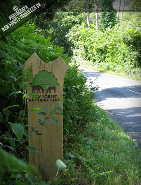 Allensworth Wood, Ringwood Road