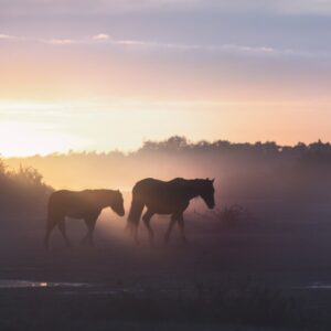 NewForestPonies sunrise.jpg